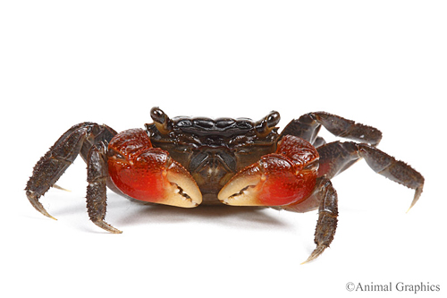 picture of Red Claw Crab Reg                                                                                    Perisesarma bidens