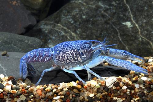 picture of Electric Blue Crawfish Med                                                                           Procambarus alleni