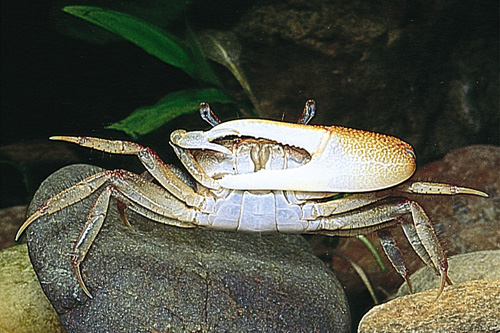 picture of Gold Claw Fiddler Crab Reg                                                                           Uca pugnax