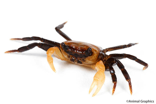 picture of Orange Arm Vampire Crab Borneo Med                                                                   Geosesarma sp.