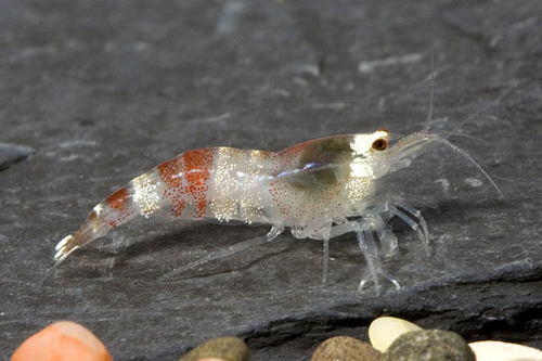 picture of Red Crystal Shrimp Reg                                                                               Caridina cf. cantonensis 'Crystal Red'