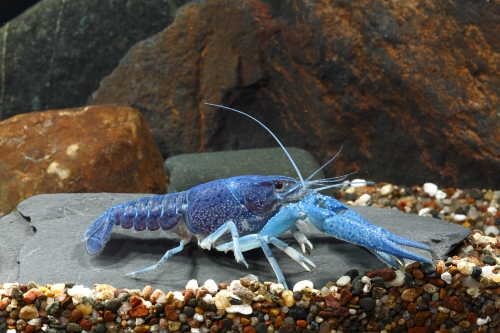 picture of Dwarf Blue Lobster Reg                                                                               Cambarellus diminutus