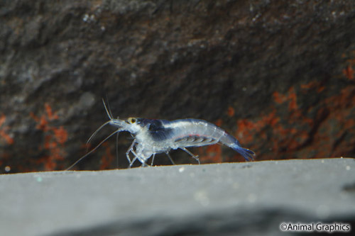 picture of Blue Lazurite Shrimp Reg                                                                             Neocardina sp.