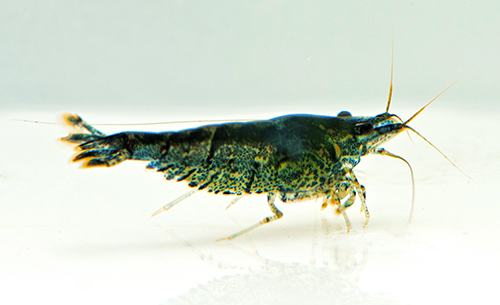 picture of Blackberry Shrimp Reg                                                                                Neocaridina heteropoda var. black