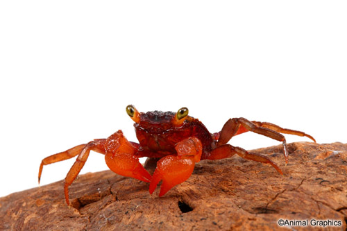picture of Orange Freshwater Vampire Crab Reg                                                                   Geosesarma sp.
