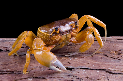 picture of Soap Dish Crab Reg                                                                                   Gecarcoidea sp.