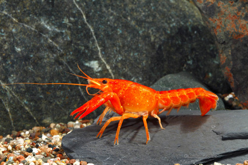 picture of Neon Red Swamp Lobster Reg                                                                           Procambarus clarkii