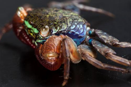 picture of Painted Face Crab Reg                                                                                Perisesarma eumolpe