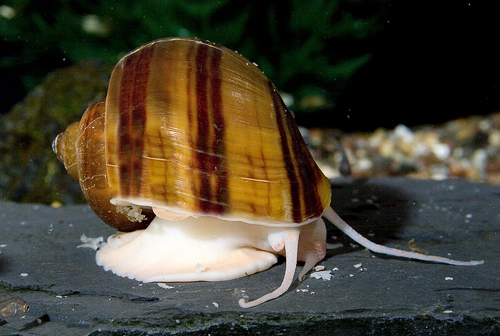 picture of Albino Mystery Snail Med                                                                             Pomacea bridgesii