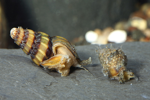 picture of Assassin Snail Reg                                                                                   Clea helena