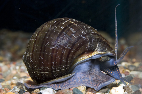 picture of Black Mystery Snail Med                                                                              Pomacae bridgesii