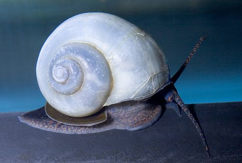 picture of Blue Mystery Snail Reg                                                                               Pomacea bridgesii