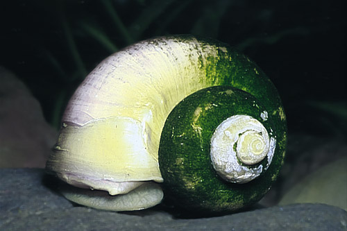 picture of Ivory Mystery Snail Reg                                                                              Pomacea bridgesii