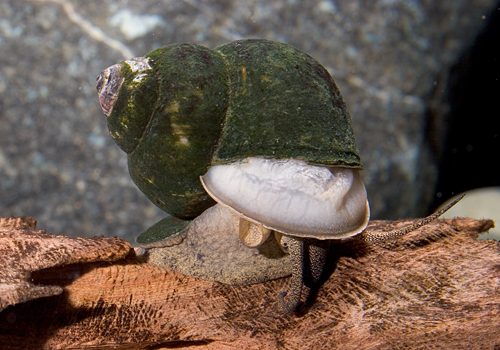 picture of Japanese Trapdoor Snail Reg                                                                          Viviparidae malleatus