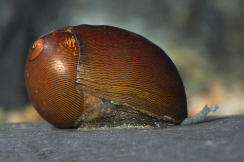 picture of Olive Nerite Snail Reg                                                                               Neritina reclivata