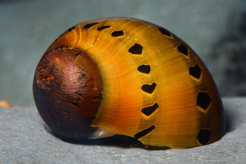 picture of Tiger Nerite Snail Reg                                                                               Neritina natalensis