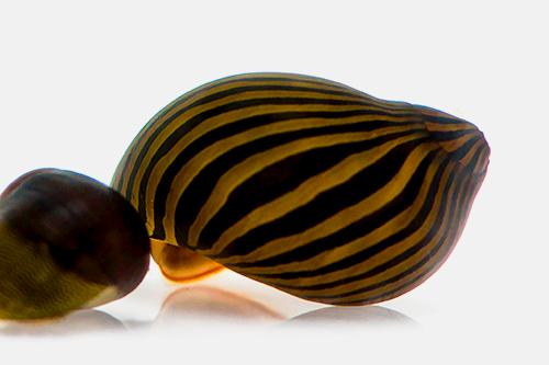 picture of Zebra Nerite Snail Reg                                                                               Neritina natalensis