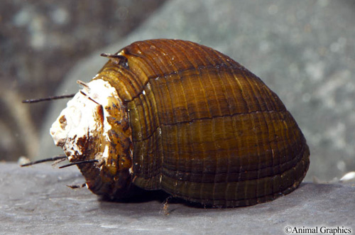 picture of Hairy Nerite Snail Reg                                                                               Neritina natalensis