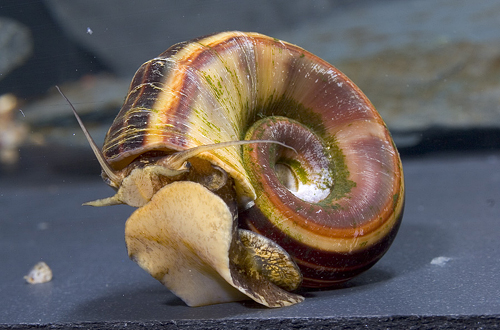 picture of Ramshorn Snail Lrg                                                                                   Marisa cornuaurietus