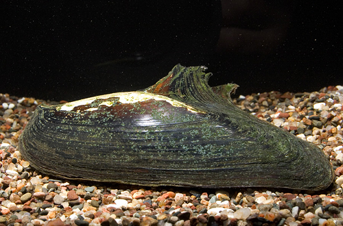 picture of Shark Tooth Freshwater Clam Reg                                                                      Hyriopsis bialatus