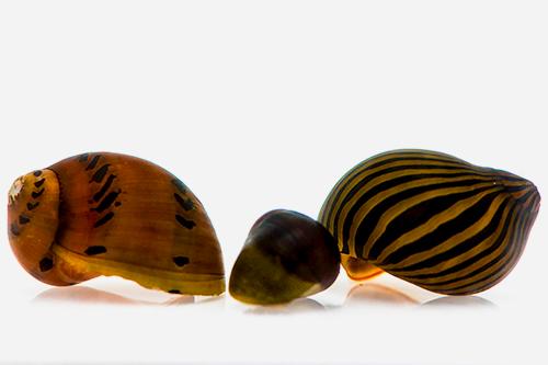 picture of Assorted Nerite Snail Sml                                                                            Neritina spp.