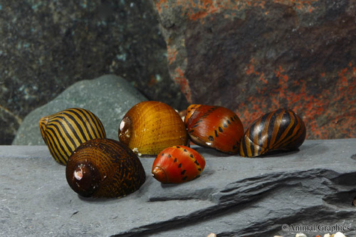 picture of Assorted Nerite Snail Reg                                                                            Neritina spp.