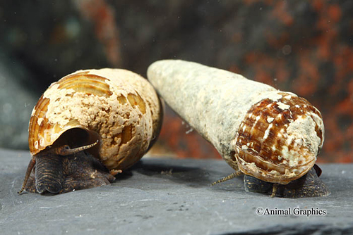 picture of Chocolate Rabbit Snail Reg                                                                           Tylomelania zeamais