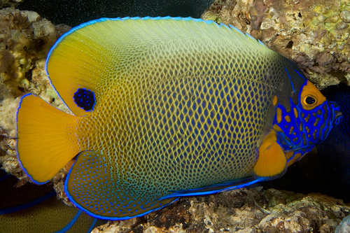 picture of Blue Face Angel Adult Med                                                                            Pomacanthus xanthometopon