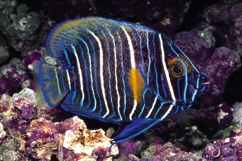 picture of Blue Face Angel Juvenile Med                                                                         Pomacanthus xanthometopon