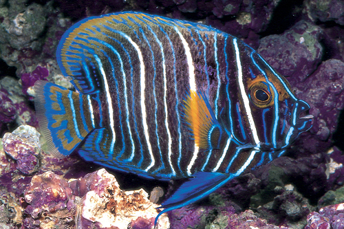 picture of Blue Face Angel Juvenile Lrg                                                                         Pomacanthus xanthometopon