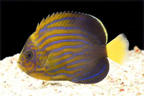 picture of Blue Line Angel Sml                                                                                  Chaetodontoplus septentrionalis