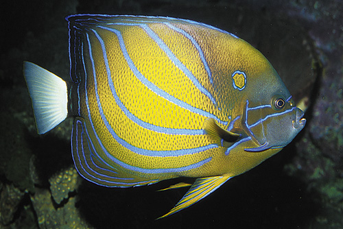 picture of Blue Ring Angel Adult Lrg                                                                            Pomacanthus annularis