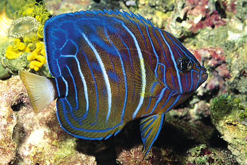 picture of Blue Ring Angel Juvenile Sml                                                                         Pomacanthus annularis