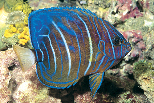 picture of Blue Ring Angel Juvenile Lrg                                                                         Pomacanthus annularis
