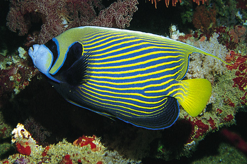picture of Emperor Angel Adult Med                                                                              Pomacanthus imperator