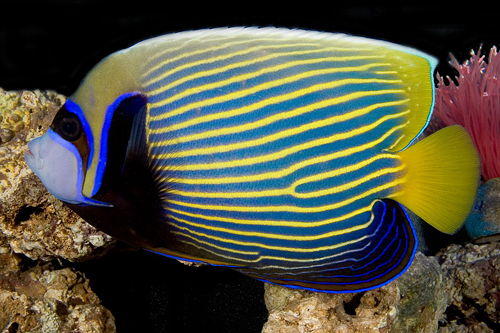 picture of Emperor Angel Adult Shw                                                                              Pomacanthus imperator