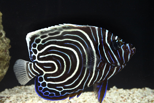 picture of Emperor Angel Juvenile Tny                                                                           Pomacanthus imperator