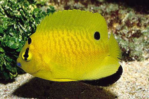 picture of Flag Fin Angel Sml                                                                                   Apolemichthys trimaculatus