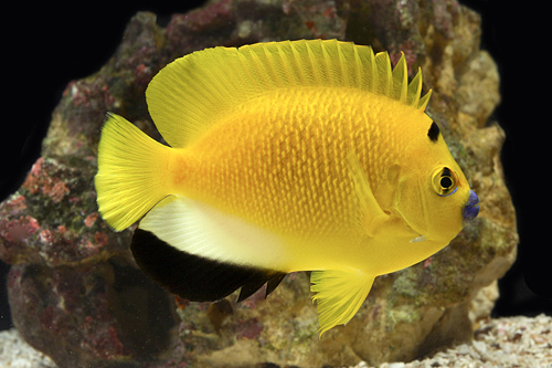 picture of Flag Fin Angel Lrg                                                                                   Apolemichthys trimaculatus