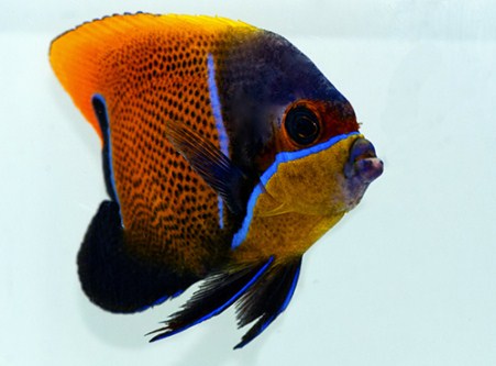 picture of Majestic Angel Adult Med                                                                             Pomacanthus navarchus