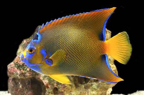 picture of Queen Angel Adult Lrg                                                                                Holacanthus ciliaris