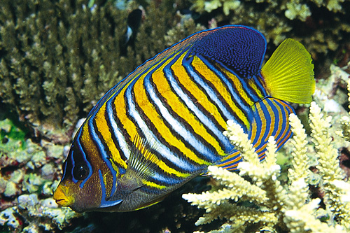picture of Regal Angel Indonesia Med                                                                            Pygoplites diacanthus