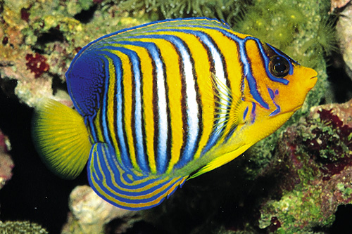picture of Regal Angel Red Sea Sml                                                                              Pygoplites diacanthus