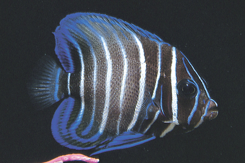 picture of Six Bar Angel Juvenile Sml                                                                           Pomacanthus sexstriatus