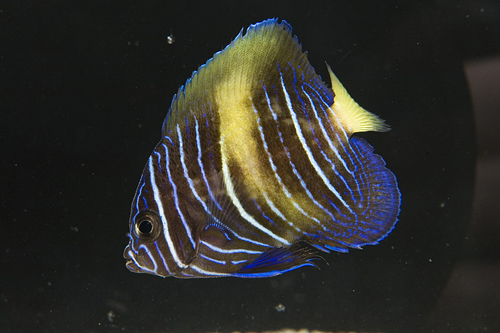 picture of Maculosus Angel Juvenile Med                                                                         Pomacanthus maculosus