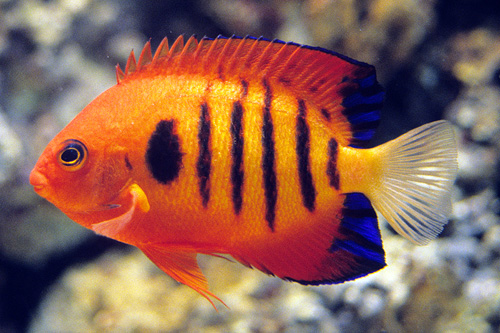 picture of Flame Angel Sml                                                                                      Centropyge loricula
