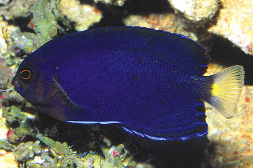 picture of Pacific Pygmy Angel Sml                                                                              Centropyge flavicauda