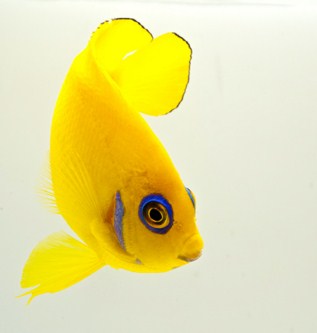picture of Lemon Peel Angel Tahiti Med                                                                          Centropyge flavissimus