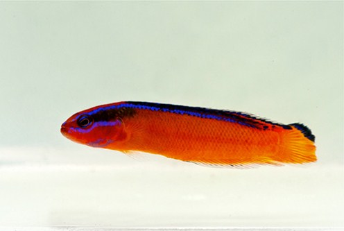 picture of Arabian Neon Pseudochromis Tank Raised Med                                                           Pseudochromis aldabraensis