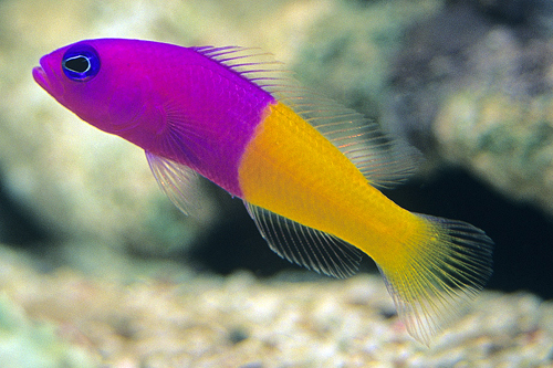 picture of Bicolor Pseudochromis Lrg                                                                            Pictichromis paccagnella